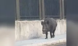 Eskişehir Barosu’ndan Amasya’daki yaban domuzu olayına tepki