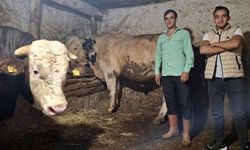 Eskişehir’de 1 ton 750 kiloluk dana: Guinness’e başvuracaklar