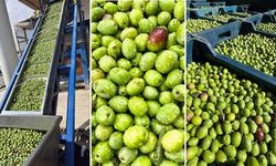 Eskişehir’de ödüllü Dorlion zeytinyağında erken hasat tamamlandı
