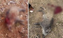Eskişehir’de tarım arazilerine zarar veren yaban domuzları avlandı