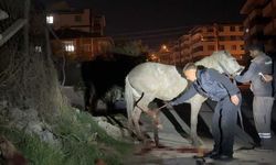 Eskişehir’de yaralı at için AFAD ve veteriner ekipleri seferber oldu