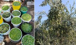 Eskişehir’de zeytin ağaçlarından dikkat çeken verim