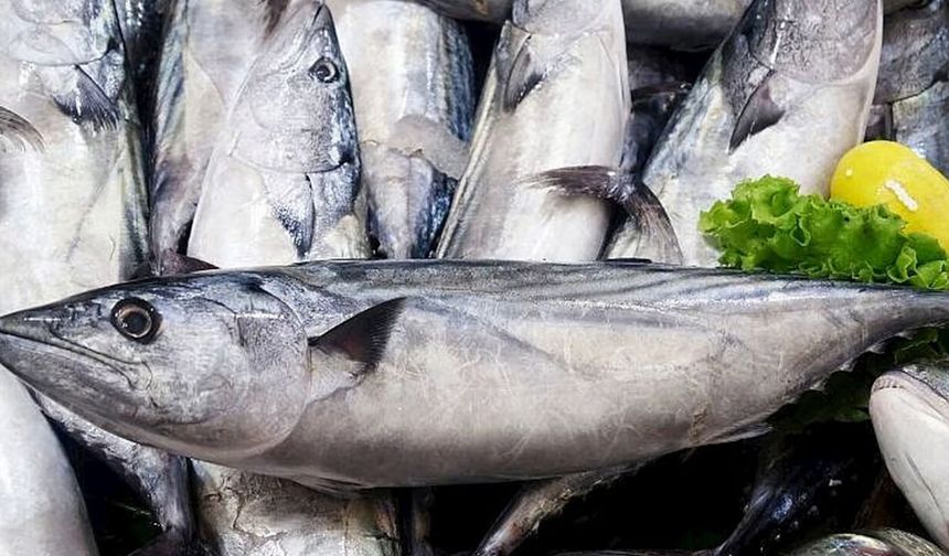 Balık Sezonunda Sürpriz Karar: Palamut Ve Torik İçin Tarih Öne Çekildi